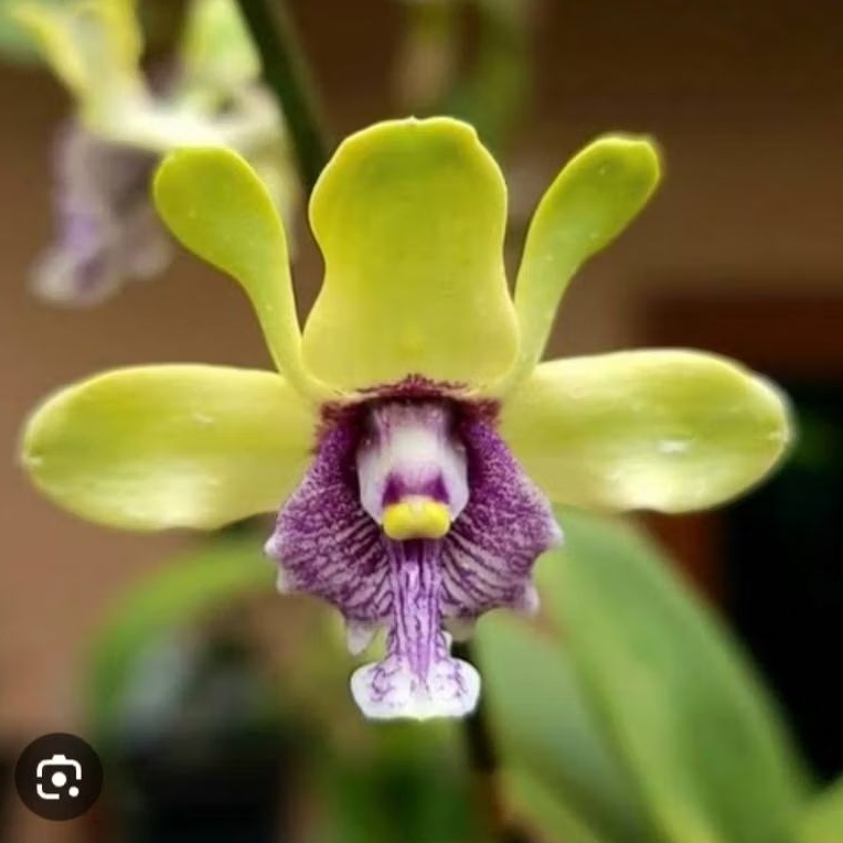 Anggrek Dendro Violaceoflavens /Besi