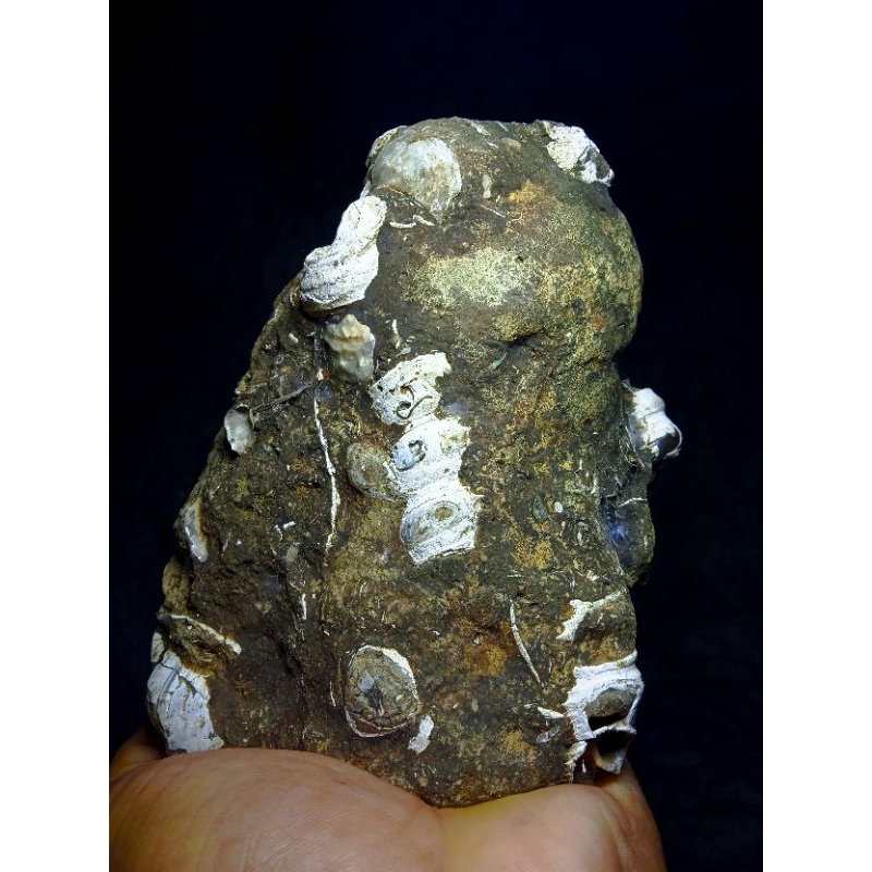 bongkahan batu fosil besar