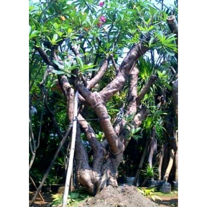 Pohon Kamboja Fosil Archives - Pohon Kamboja Fosil Besar Jumbo