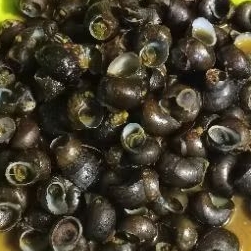 

tutut sawah segar 1kg