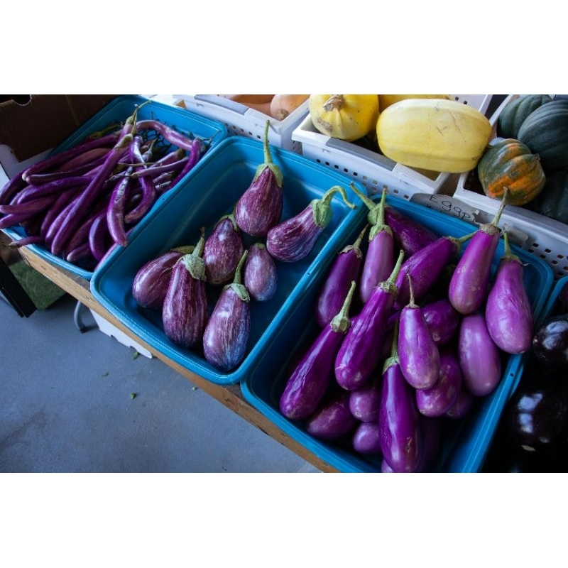 

Terong fresh kualitas Terbaik/Harga Termurah