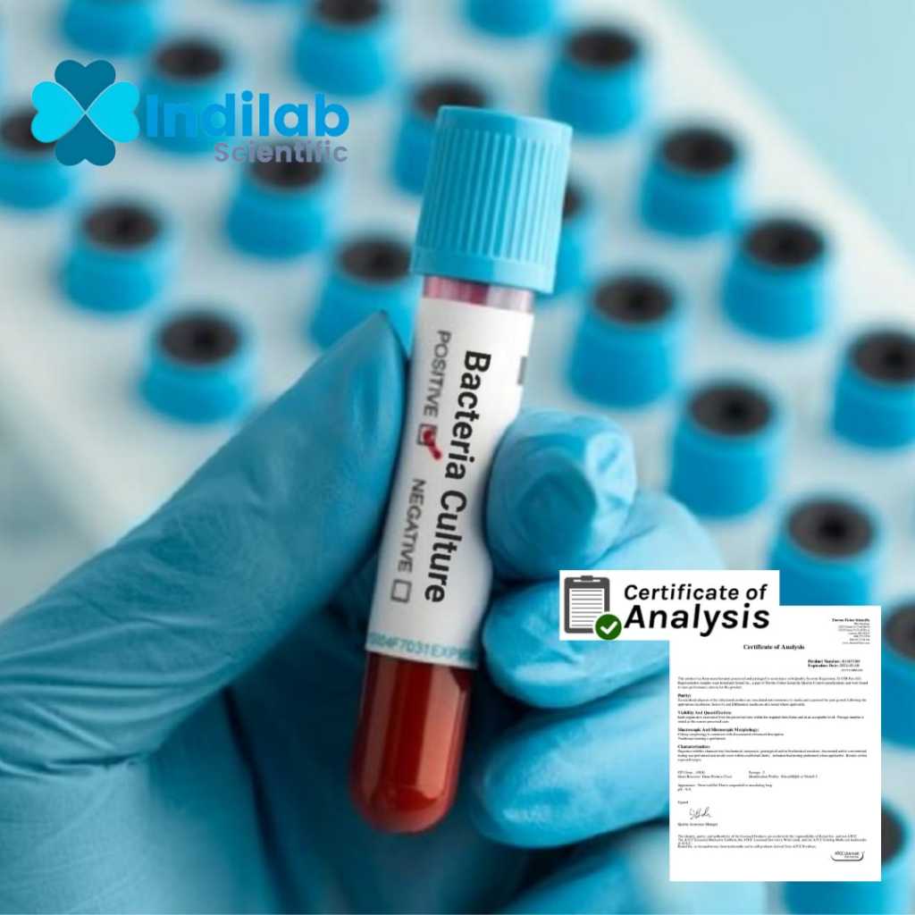 Kultur Isolat murni bakteri Bacillus subtilis