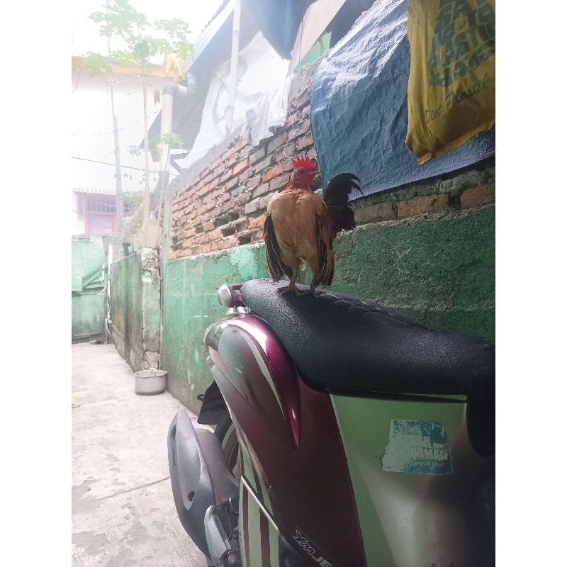 ayam serama jantan remaja trah asli (bukan silangan kate)