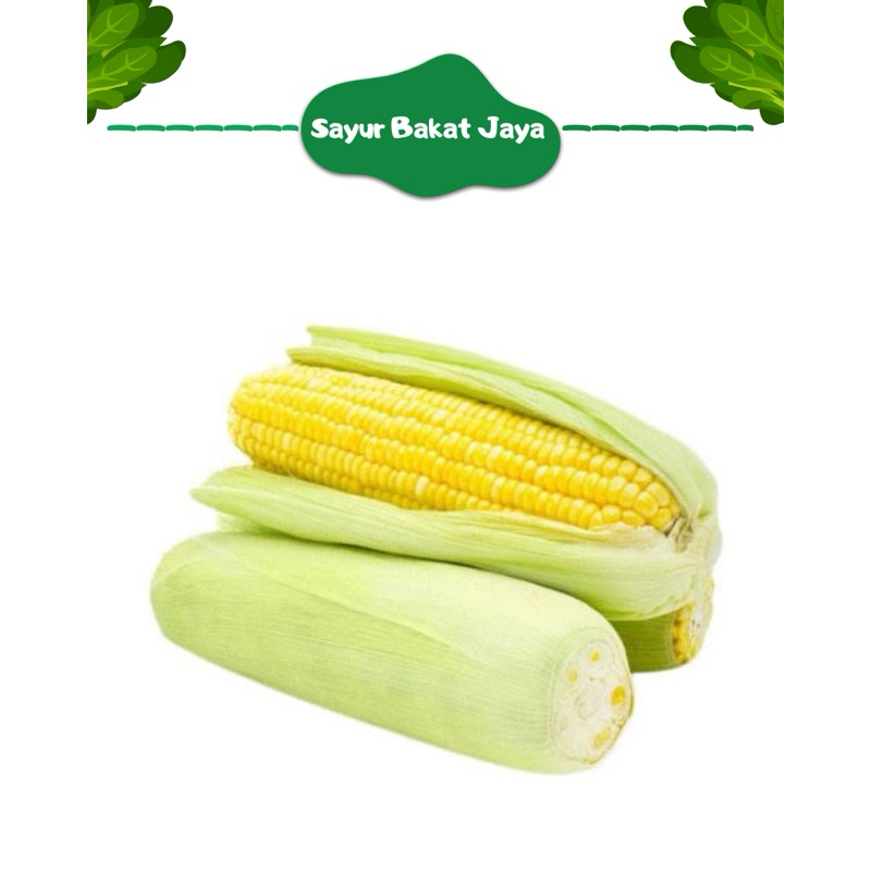 

JAGUNG MANIS / pack isi 2pcs