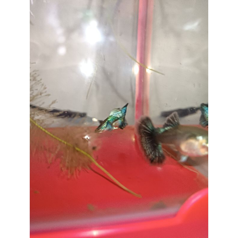 Guppy Green Dragon 1 Pasang