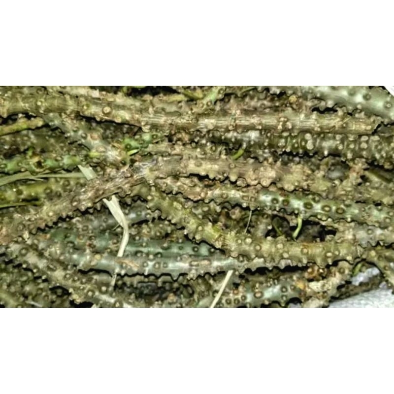 

Batang Brotowali Segar untuk sapih bayi per 500 gr