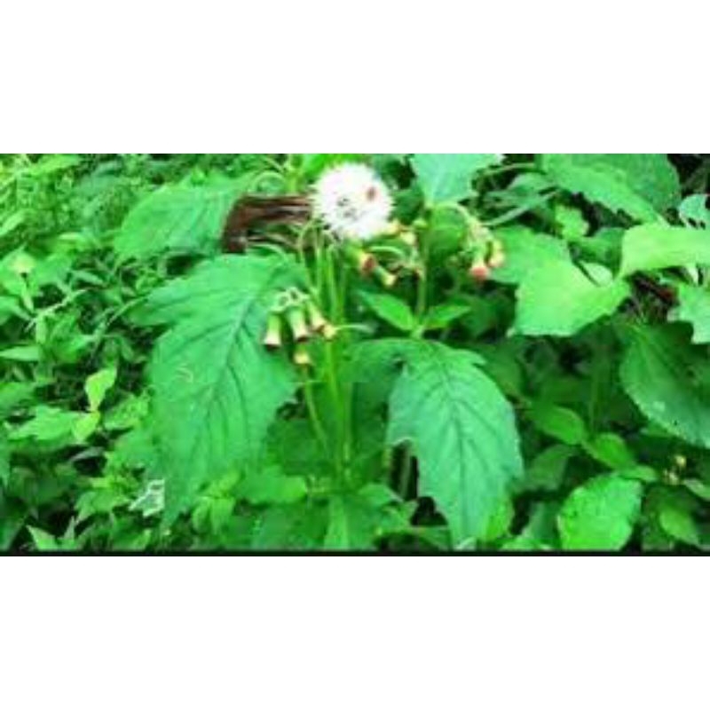 

daun sintrong segar 500 grm