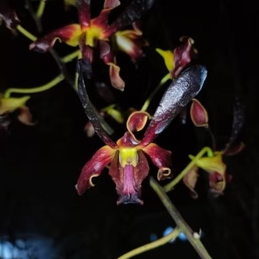 Anggrek Dendrobium Rajajowas