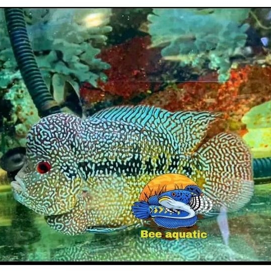 Hiasan aquarium cencu full mutiara body bagus perlengkapan kolam