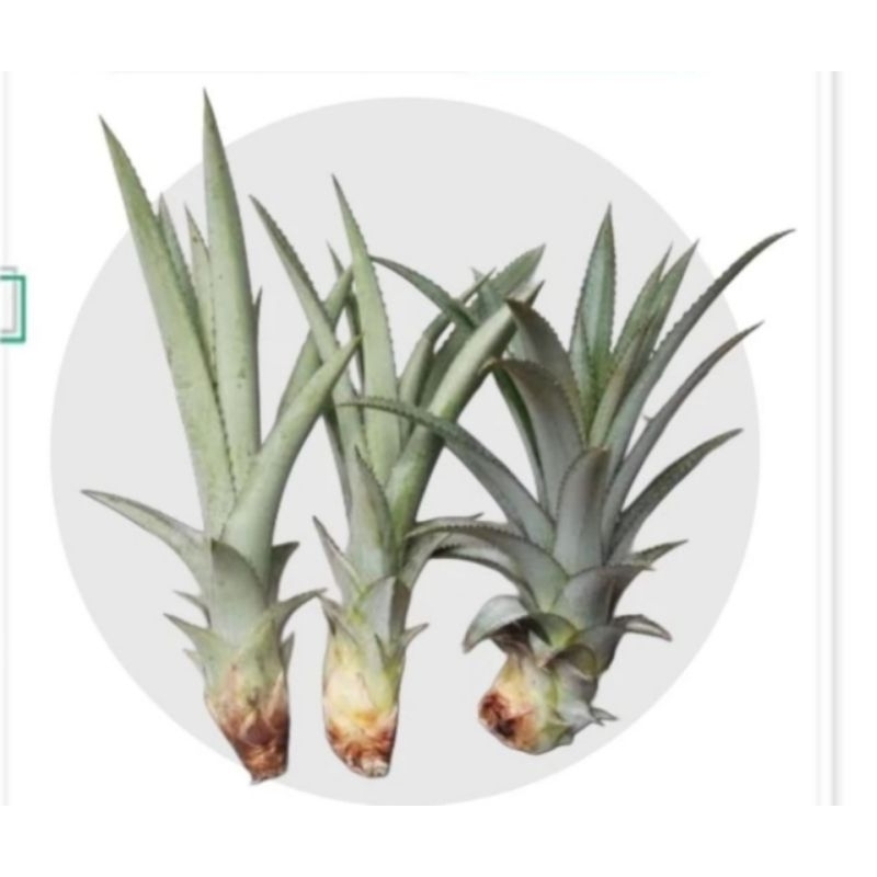 BIBIT NANAS MADU BOGOR 10 BIBIT TINGGAL TANAM