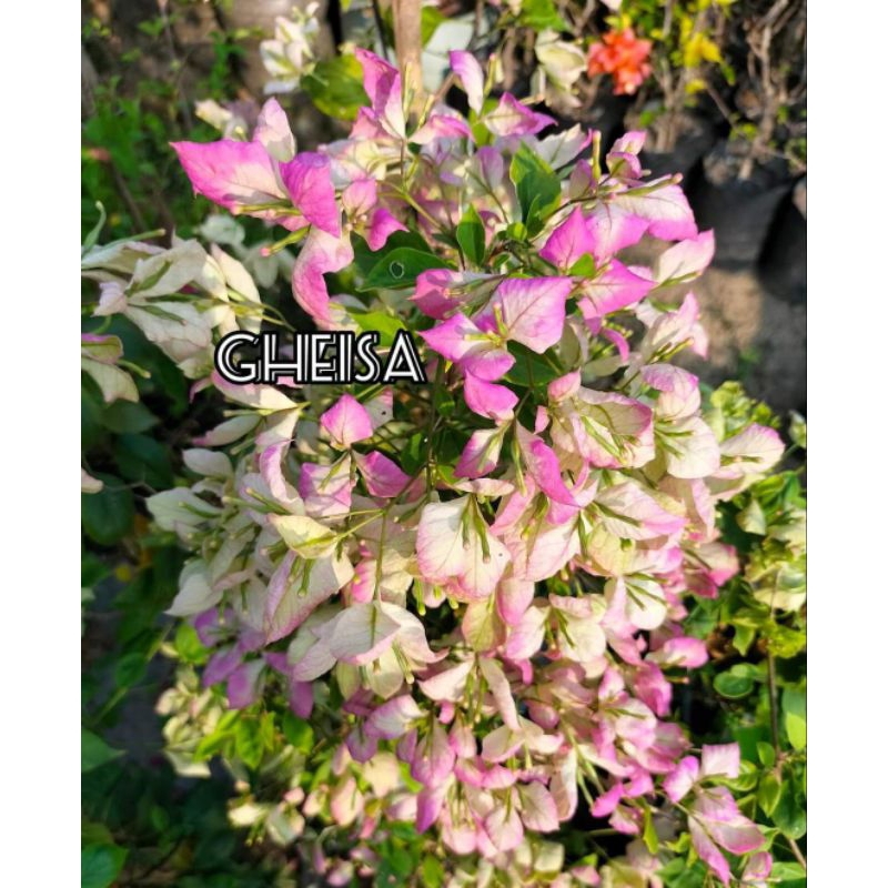 Stek Batang Bougenville Import Gheisa