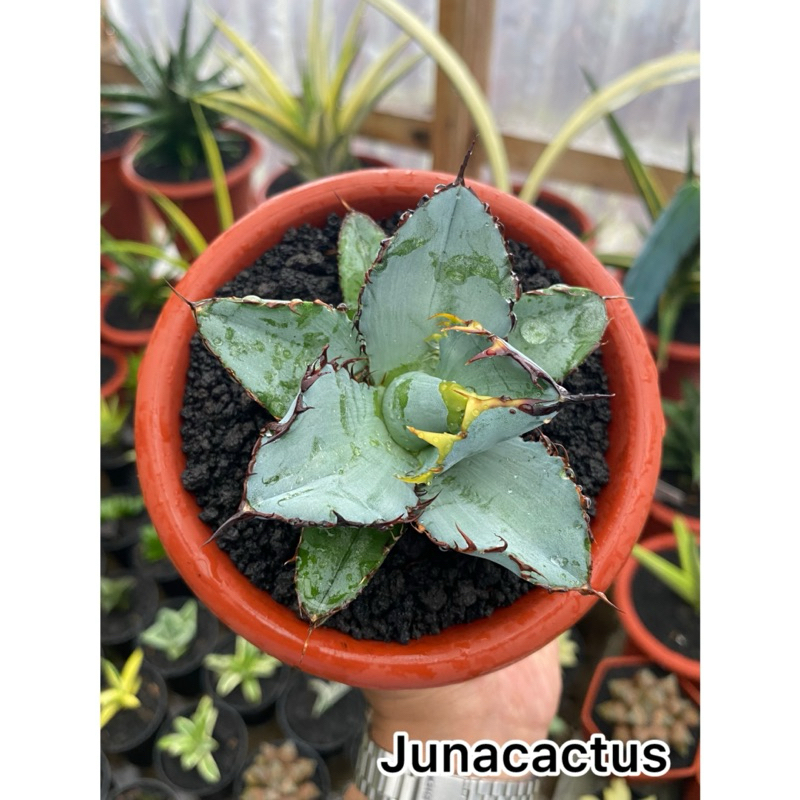 Agave Titanota Blue Ball