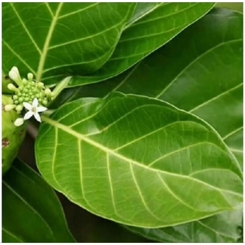 

Daun MENGKUDU / PACE 1KG UNTUK PENGOBATAN 100% FRESH [COD]