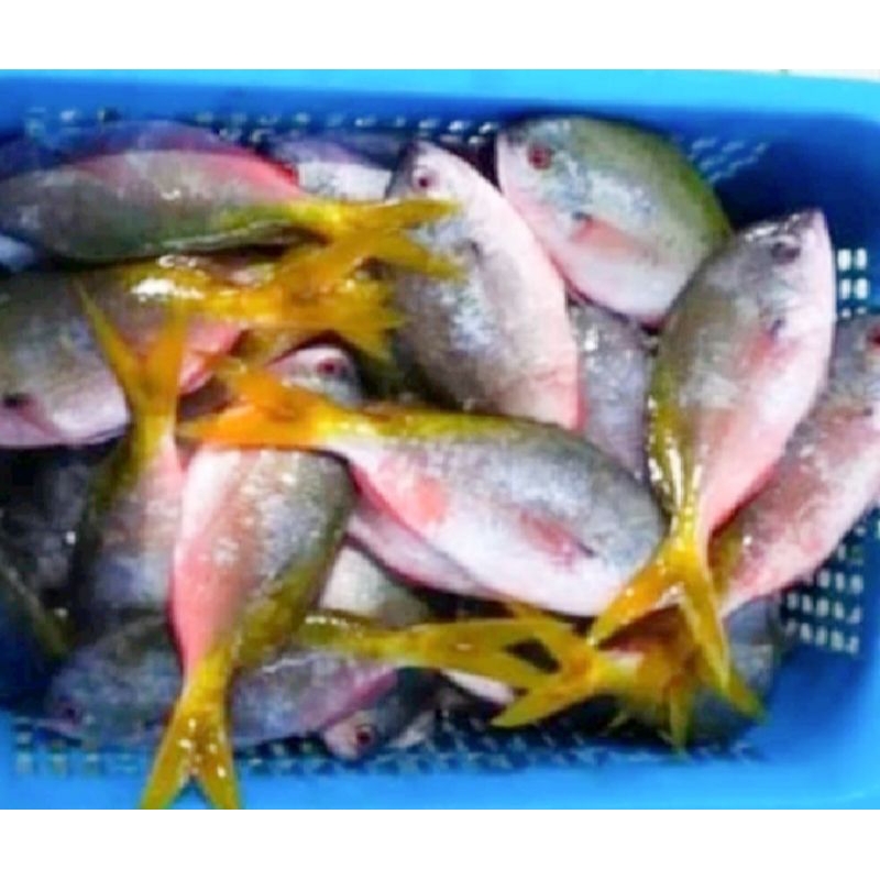 

Ikan Ekor Kuning