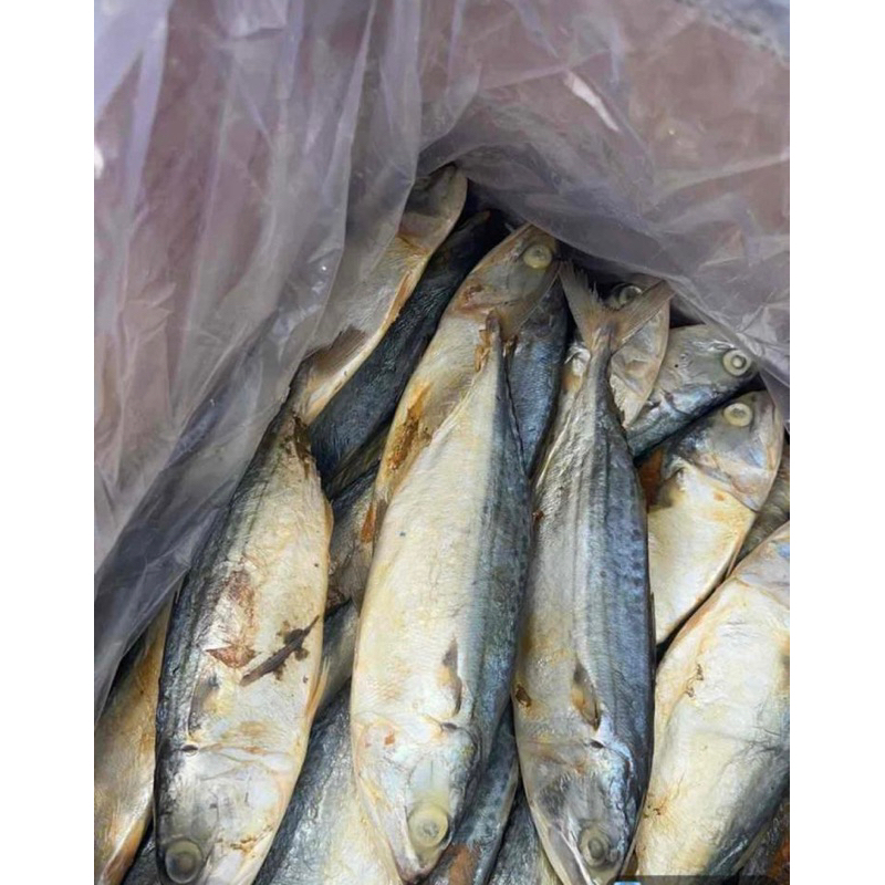 

Ikan asin peda harga 1kg ikan peda kering termurah kualitas ekspor