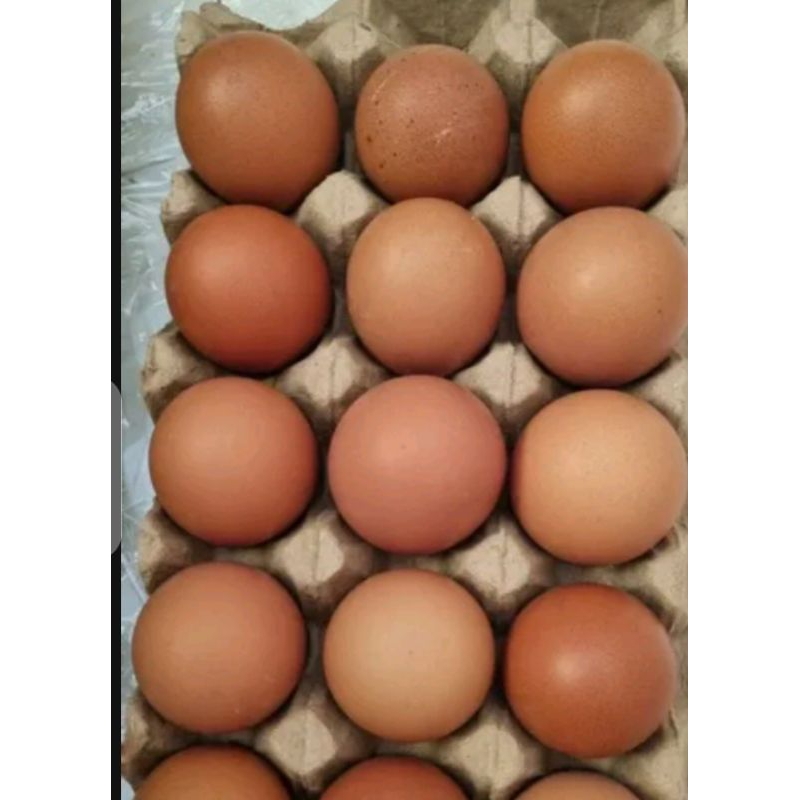 

Telor