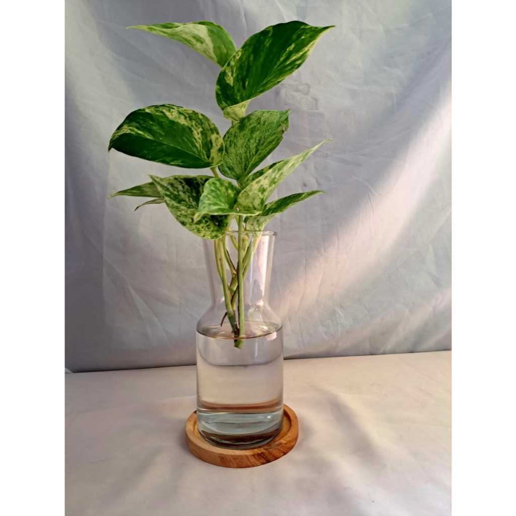 Vas Kaca Tabung Vas Bunga Hidropnik Vas Kaca Hias Bening