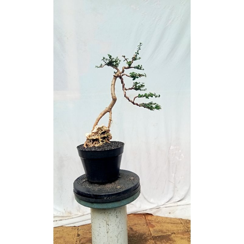 bonsai sancang on the rock