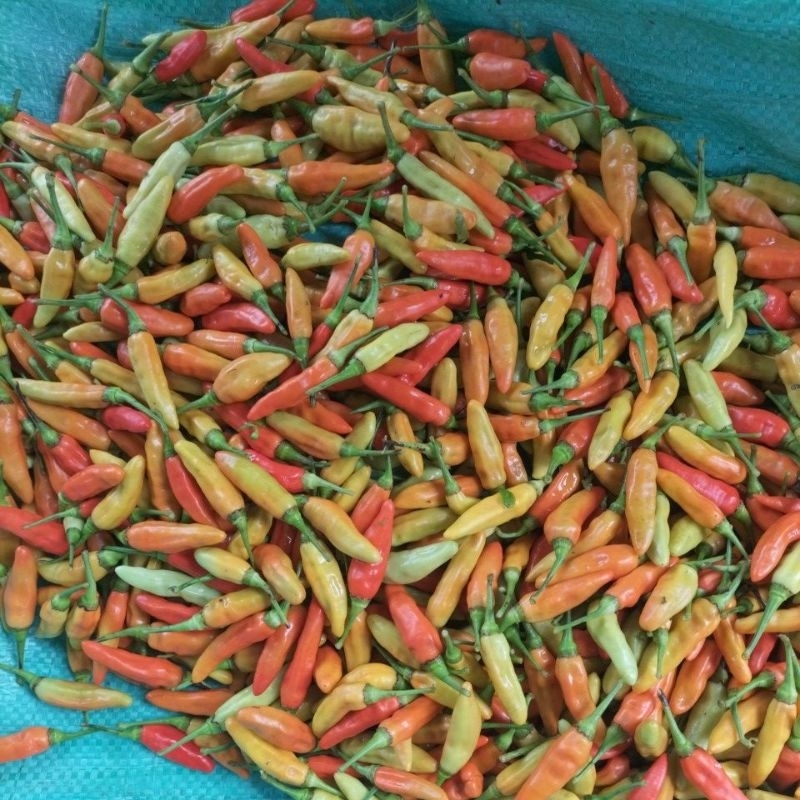 

cabe rawit segar tipe ORI/Kaliber grade A buah pilihan