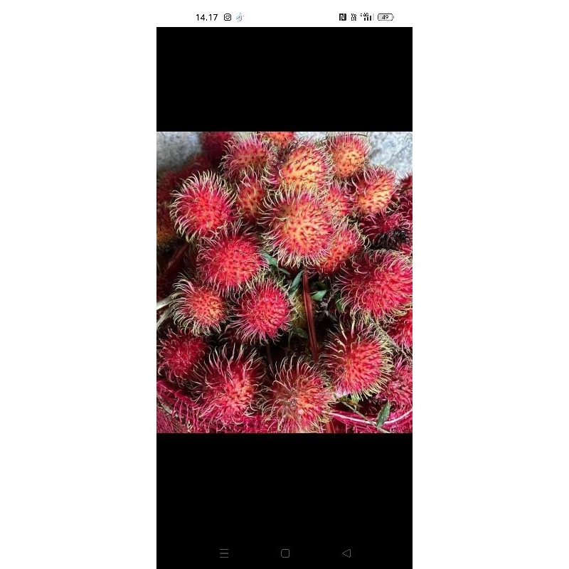 

Rambutan manis 1kg