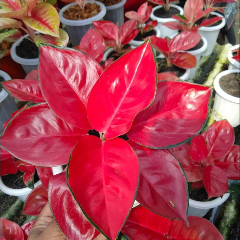 Aglonema suksom mangkok