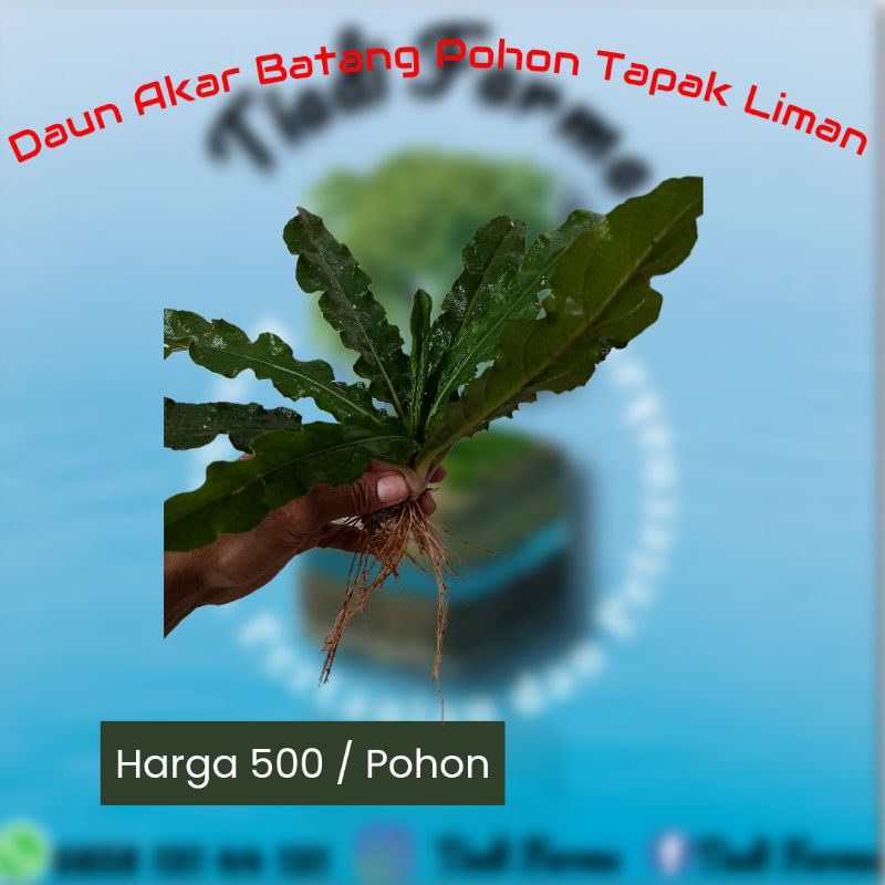 

Daun Akar Batang Pohon Tapak Liman Segar Perbatang Termurah Herbal