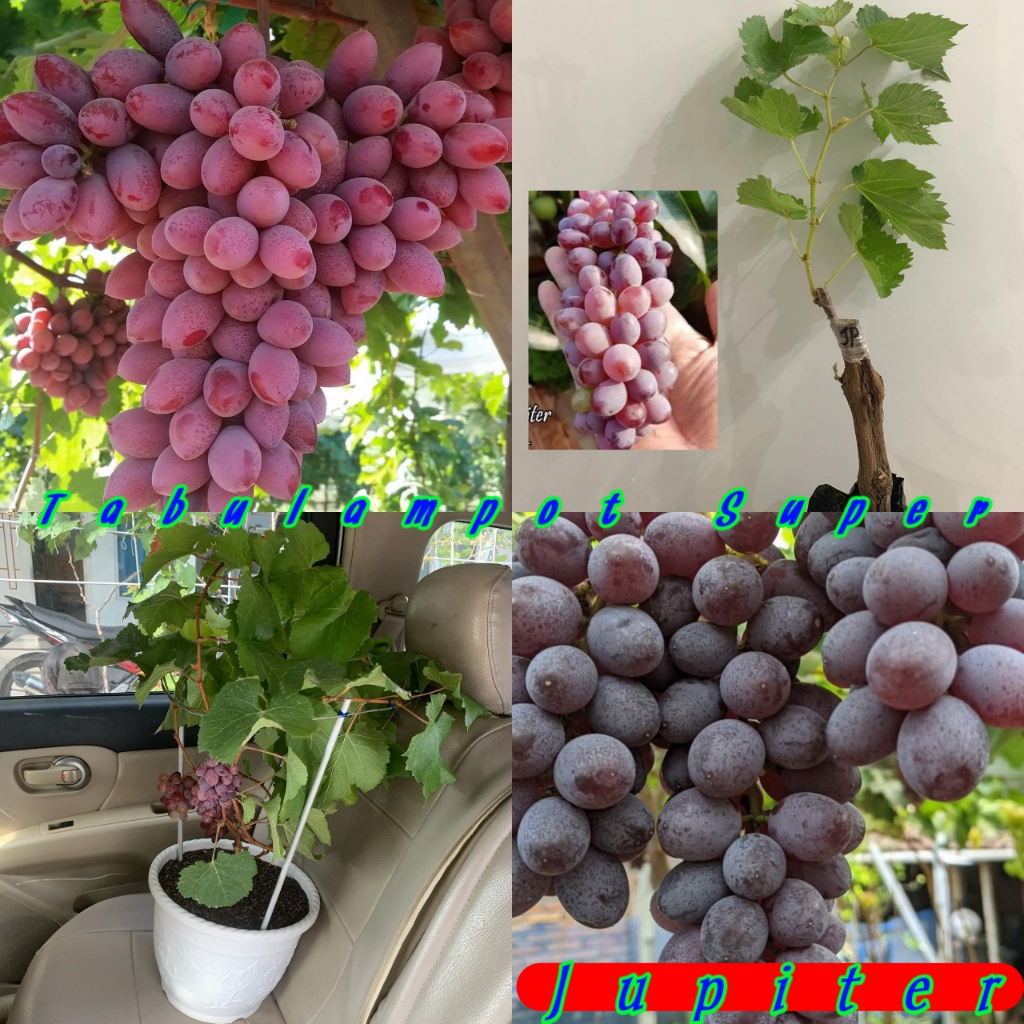 Bibit Anggur Import Jupiter Grafting Super Genjah siap berbuah pendek Tanaman anggur import super Ta