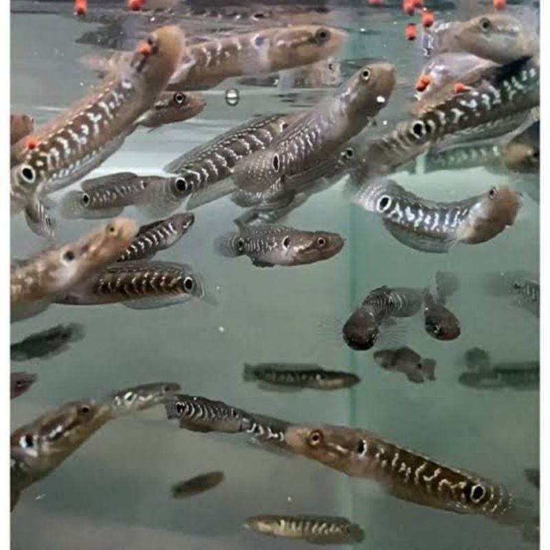 asiatika ws pure full mutiara ( partai/ecer )