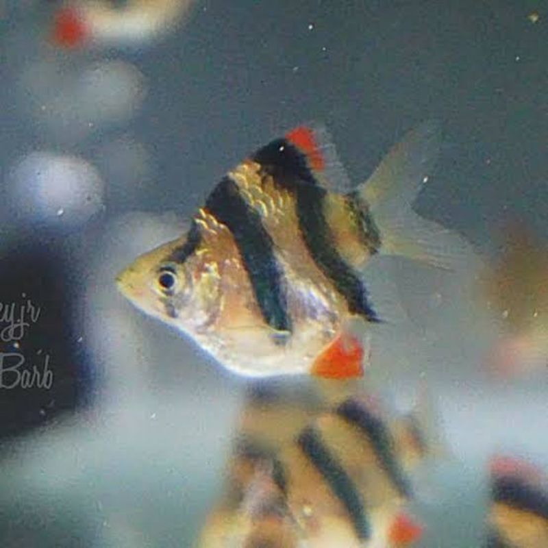 IKAN HIAS AQUASCAPE TIGER SUMATRA BALON