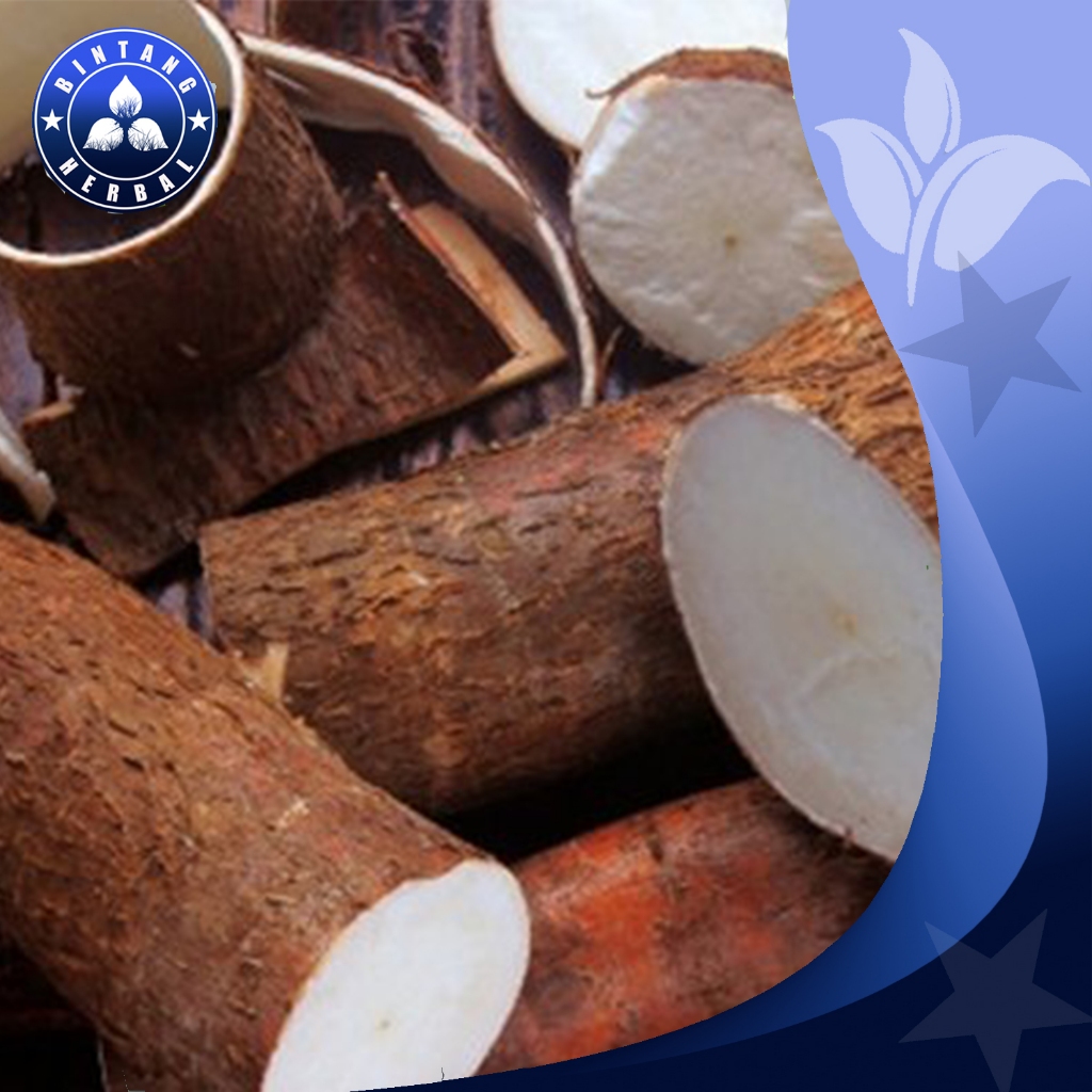 

JUAL SINGKONG MUDA SEGAR \ I\1 KG - BINTANG HERBAL
