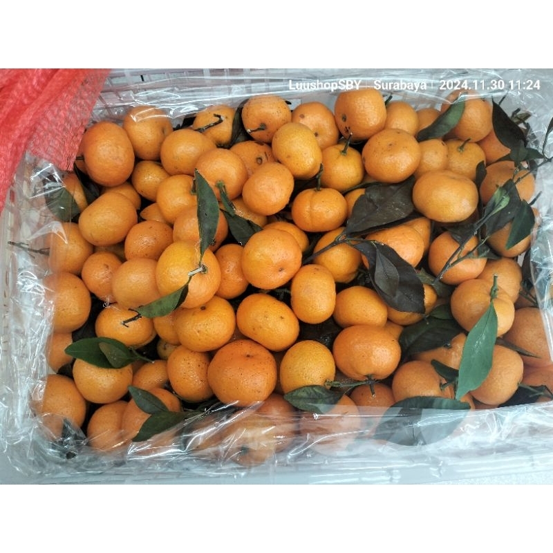 

Jeruk Keprok Mandarin Baby Santang Daun Jeruk Ponkam 1kg