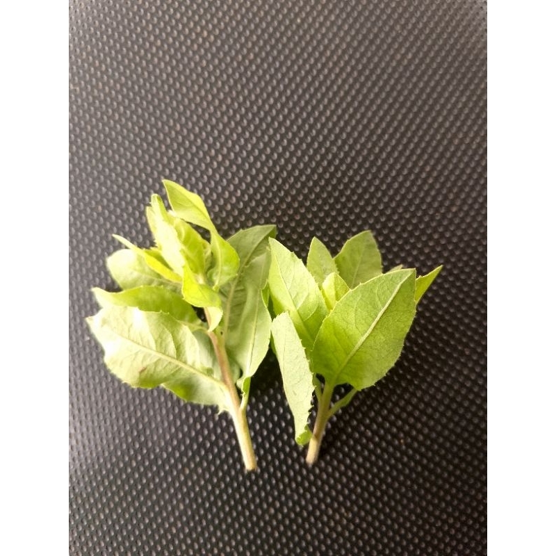 

Daun luntas segar 500gr