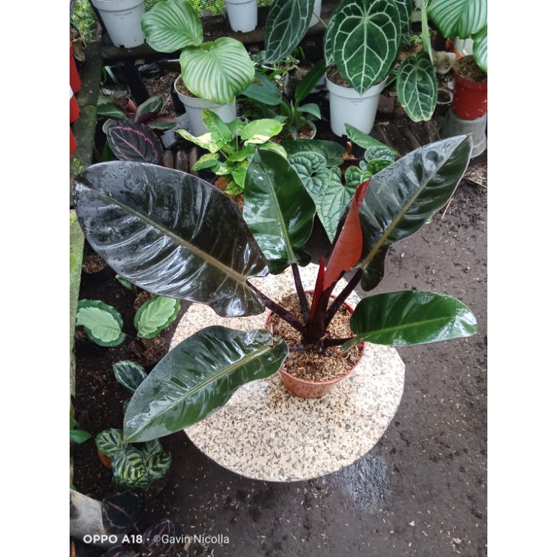 tanaman pilo black kardinal