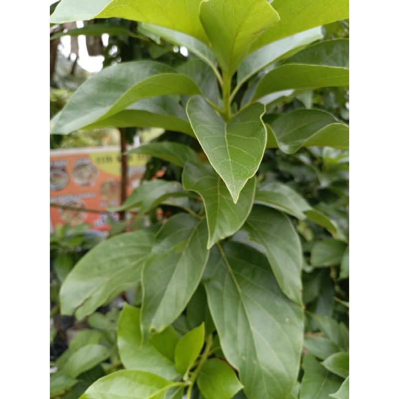 

DAUN ALPUKAT DAUN POKAT SEGAR (HARGA PERLEMBAR)