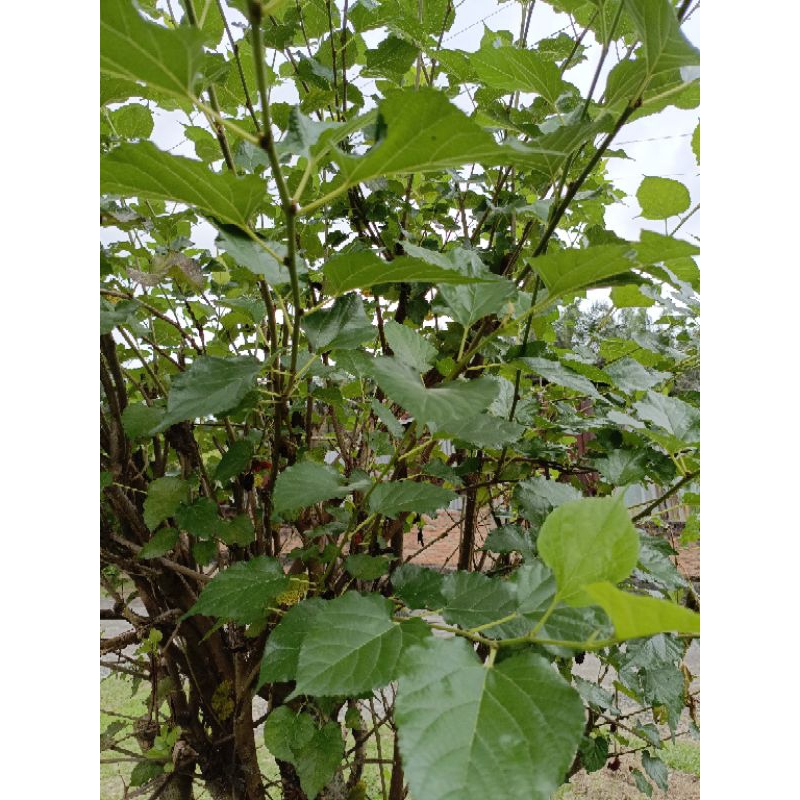 

DAUN MURBEI SEGAR (HARGA PERLEMBAR)
