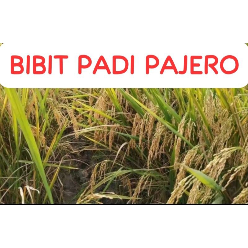BIBIT PADI PAJERO                       Kemasan 10 Kg