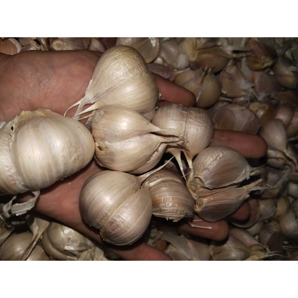 

BAWANG PUTIH KATING 250 GRAM