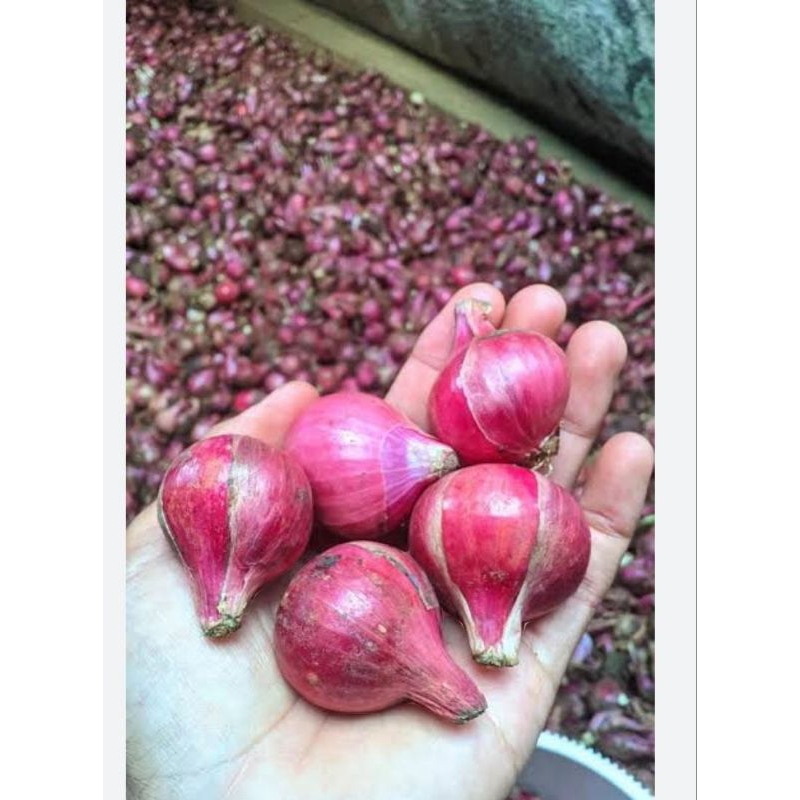 

Bawang Merah