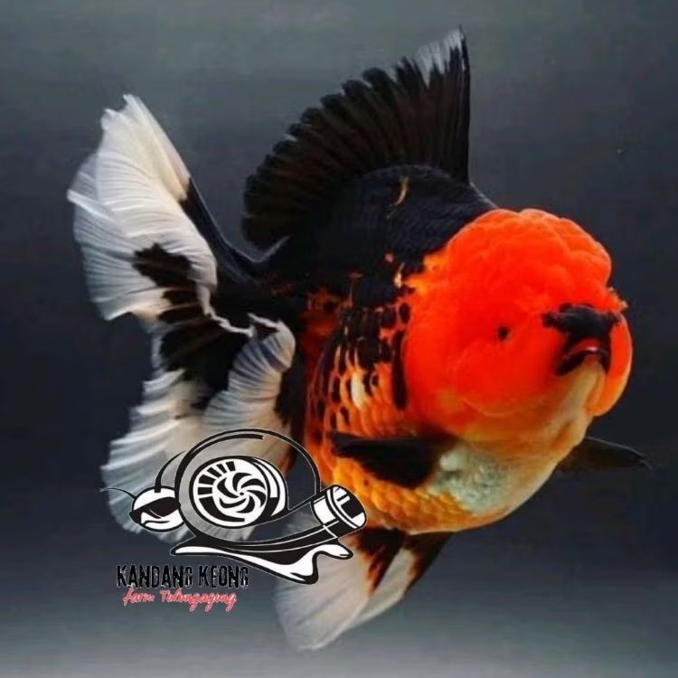 Bagongan trico three color oranda perlengkapan aquarium