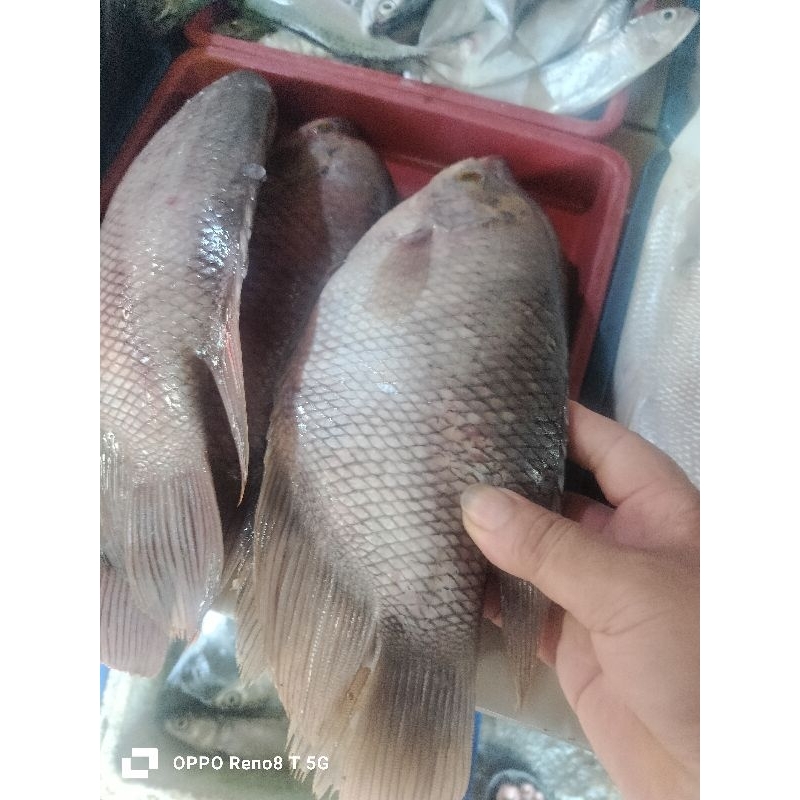 

ikan gurame segar 500grm