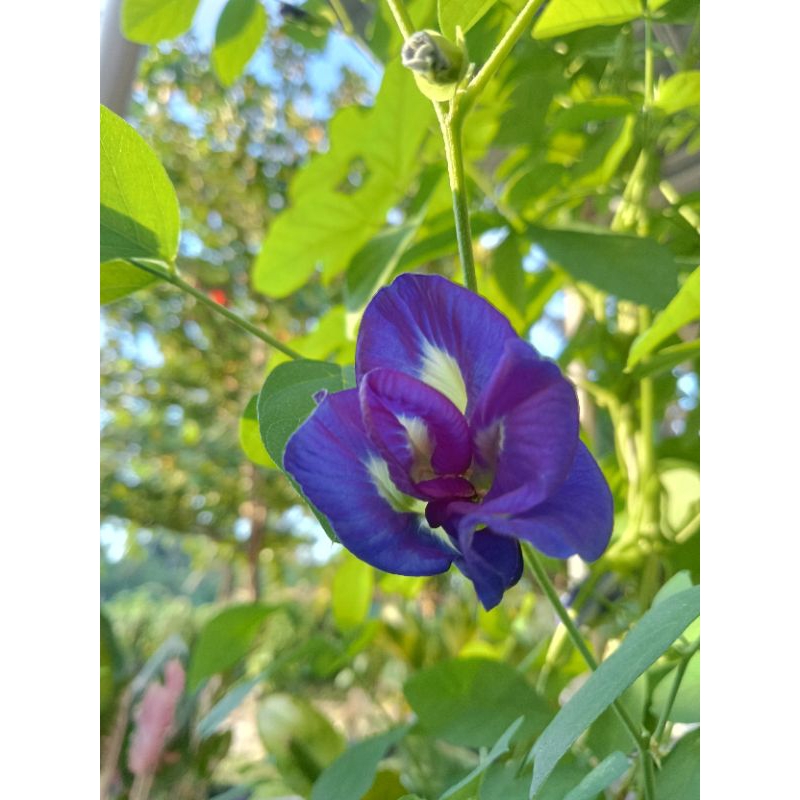 bibit bunga Telang tumpuk 10gr