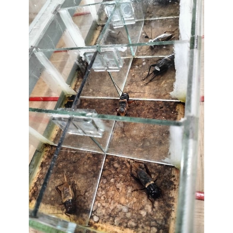 Jangkrik Aduan/Alam Isi 10 ekor