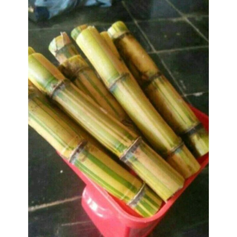 Tebu kuning manis bibit tebu kuning 30cm