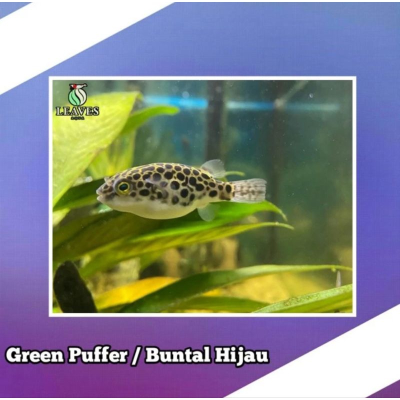 ikan buntal hijau 100% air tawar