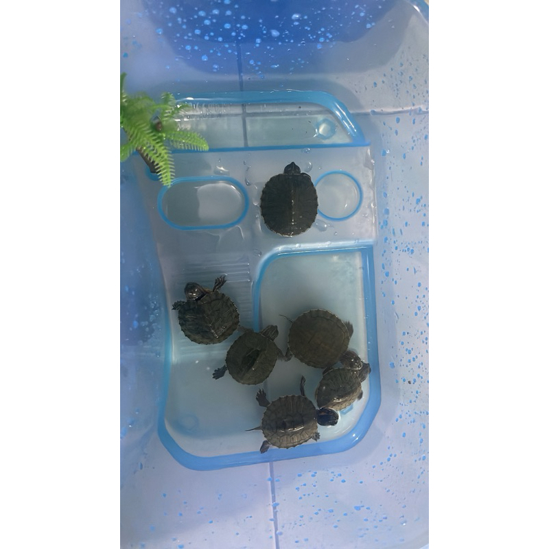 kura kura brazil