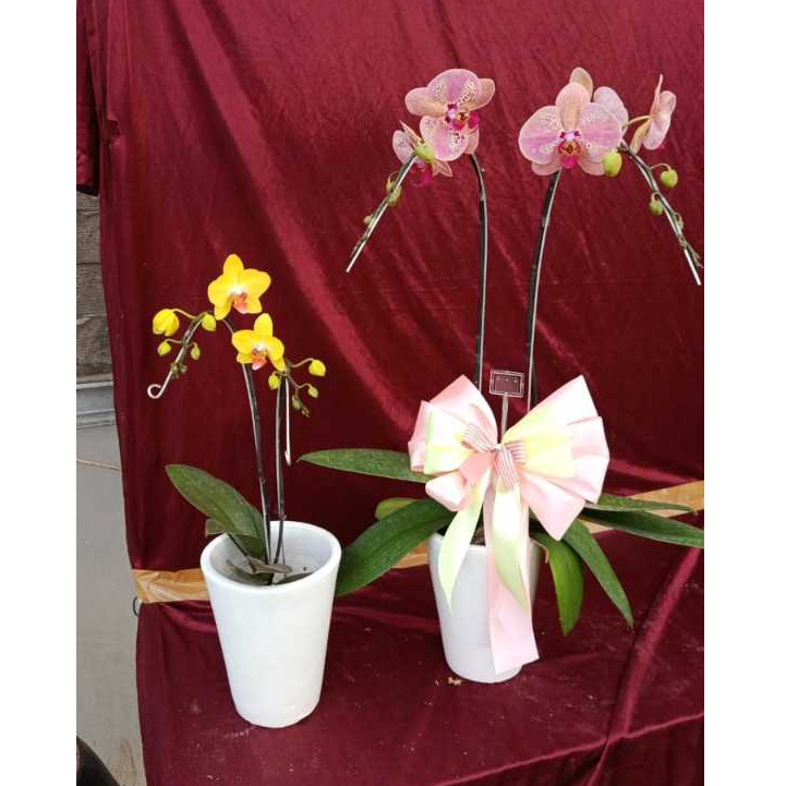 Tanaman Anggrek dalam Pot - Tanaman Hias Bunga Anggrek