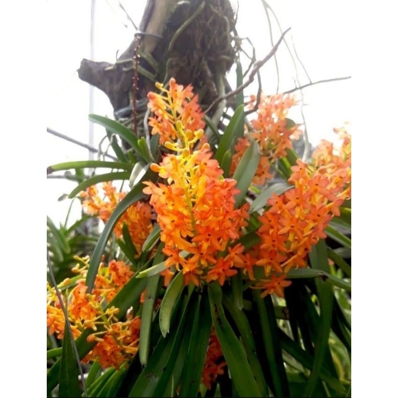 tanaman hias anggrek VANDA ASCO  MINI SPEAIE