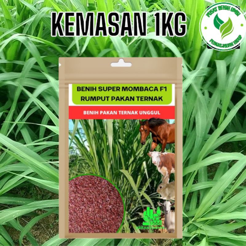 1Kg benih rumput super mombaca f1 - bibit rumput pakan ternak hidup