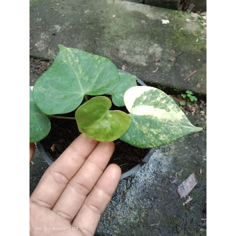 anthurium clarinervium variegata