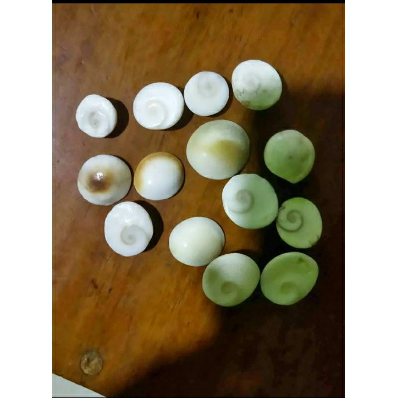 keong buntet asli alam